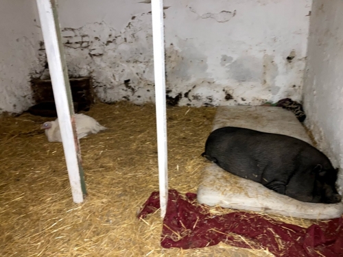 Schweinchenzimmer