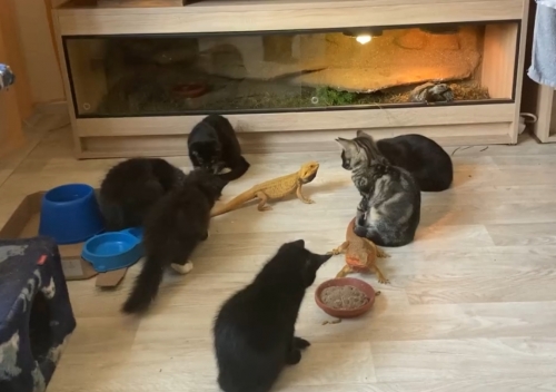 Katzen und Agama