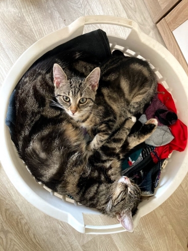 Katzen