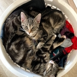 Katzen