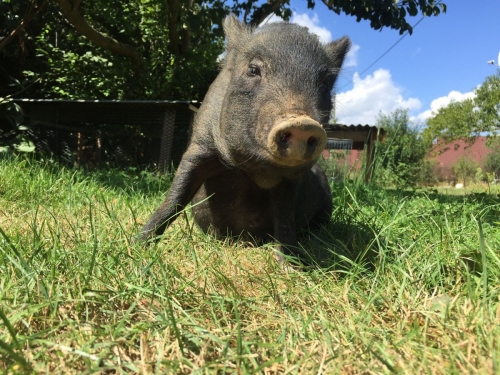 Schweinchen Walter