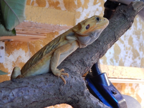 Agama JIM
