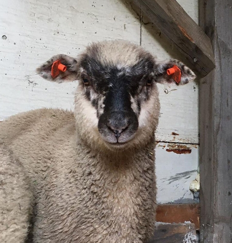 RAM Adolf