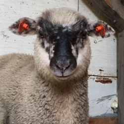 RAM Adolf